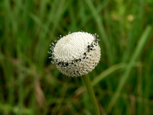 {Eriocaulon decangulare}